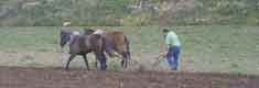Old fashioned ploughing in Nerja