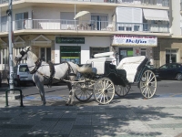 carriagehorse
