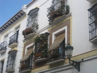 balconyplants17