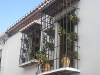 balconyplants20