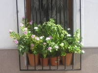 balconyplants21
