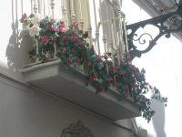 balconyplants24