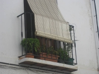 balconyplants26