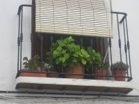 balconyplants27