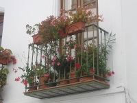 balconyplants31