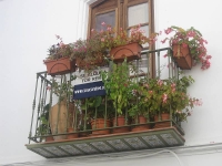 balconyplants32