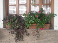 balconyplants37