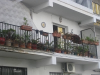 balconyplants38