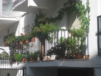 balconyplants39