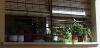 balconyplants4
