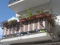 balconyplants40