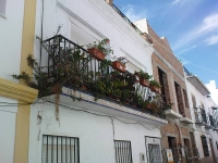 balconyplants44