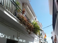 balconyplants45