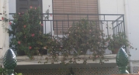 balconyplants5