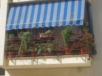 balconyplants6