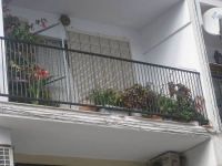 balconyplants9