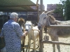 donkeysanctuary1