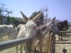 donkeysanctuary10