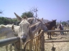 donkeysanctuary11