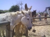 donkeysanctuary12