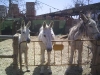 donkeysanctuary14