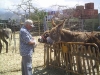 donkeysanctuary15