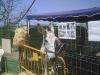 donkeysanctuary16