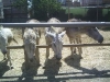 donkeysanctuary18