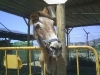 donkeysanctuary6