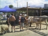 donkeysanctuary7