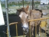 donkeysanctuary8