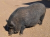 pig2