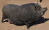 pig3