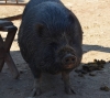 pig7