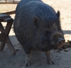 pig8