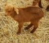 goat3