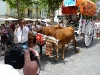 sanisidro2011nerja33