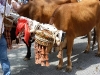 sanisidro2011nerja35