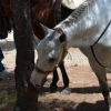 sanisidro2012146g