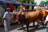 sanisidro201245