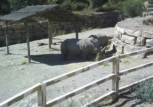 rhino2