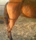 Tail theft in Nerja, after