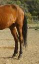 Tail theft in Nerja