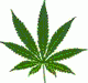 cannabis plant