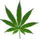 Cannabis plant