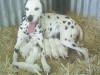 spotty dogs