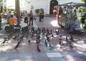 Pigeons, Nerja