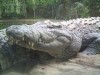 crocodile