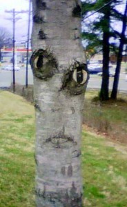 creepytree2