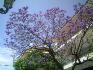 lilactree